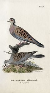 Turteltaube, Männchen und Jungvogel. Kupferstich aus: „Naturgeschichte der Vögel Deutschlands …“ Band 6 von J. F. Naumann, 1833. Archiv Naumann-Museum