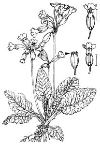 Primula veris L. Zeichnung: Dr. Eberhard Ladwig, Mühlhausen (Thür.)