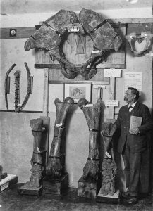 Sammler und ihre Trophäen im Wandel der Zeit: Gustav Adolf Spengler mit Mammut-Knochen (1931). Foto: Spengler-Museum Sangerhausen