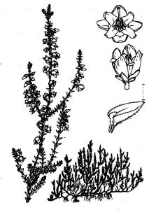 Heidekraut – Calluna vulgaris (L.) HULL | Zeichnung: Doz. Dr. E. Ladwig [Mühlhausen (Thür.)] | l ·······l  Zuordnungslinie 