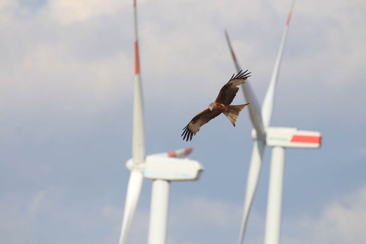 Windkraftanlagen stellen für den Rotmilan eine große Gefahrenquelle dar. Foto: Andreas Timm. 