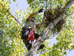 Während der Baumkletterer zum Nest hinauf klettert, um die jungen Rotmilane aus dem Nest zu holen, wird unter dem Baum bereits alles vorbereitet. Foto: Matthias Behne, laut wie leise.