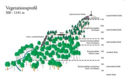 Natürliches Vegetationsprofil des Harzes ohne Eingriff des Menschen. Entwurf: Tim Schwarzenberger.